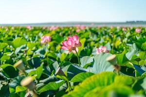 A pink lotus flower sways in the wind. Against the background of their green leaves. Lotus field on the lake in natural environment. photo