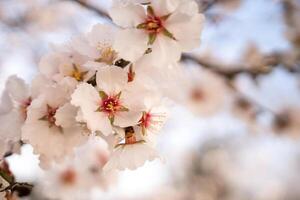 white blossoms almond spring, adorn tree branches under bright sunlight, marking the arrival of spring. photo