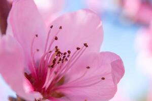 close up pink peach flower against a blue sky. The flower is the main focus of the image, and it is in full bloom. photo