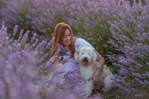 A woman sits in a field of lavender with her dog photo