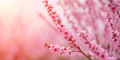 A peach blooms in the spring garden. Beautiful bright pale pink background. A flowering tree branch in selective focus. A dreamy romantic image of spring. Atmospheric natural background photo