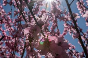 peach tree with pink flowers and a blue sky. The sun is shining on the tree. photo