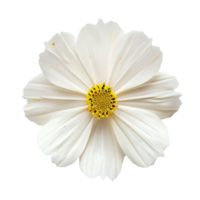 white flower on transparent background png