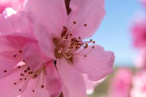 close up pink peach flower against a blue sky. The flower is the main focus of the image, and it is in full bloom. photo