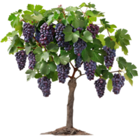 Transform Your Garden with Grapes on Trees A Comprehensive Guide png