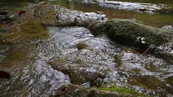 frescor água corrente fluxos através musgoso pedras dentro floresta tropical. pequeno Riacho com água fluindo a partir de a montanha dentro a selvagem. video