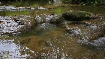 lento movimento cena do a Riacho com Claro água fluindo através verde musgoso pedras debaixo a sombra do a árvores dentro tropical floresta tropical. baixo ângulo Visão imagens de vídeo. deslizar tomada. video