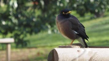 A gorgeous black bird is perched on a wooden surface against a lush green background video