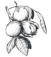 Walnuts are hand drawn. illustration in engraving technique. Ingredient for nut paste, butter, Nocino liqueur. For packaging design. Linear ink drawing. vector