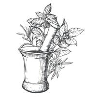 Copper mortar for grinding herbs and spices. aromatic illustration rosemary, basil, laurel. Hand sketch in engraving technique. Separate design elements in a rustic style. vector