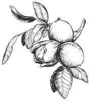 Walnuts are hand drawn. illustration in engraving technique. Ingredient for nut paste, butter, Nocino liqueur. For packaging design. Linear ink drawing. vector