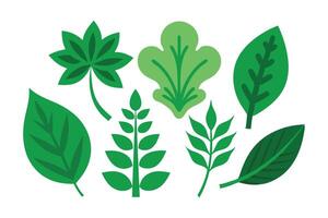 decorative nature floral green leaf flat set illustration. vector