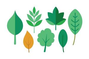 leaves from different kind of trees flat set illustration vector