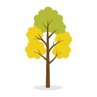 Quaking Aspen, Populus tremuloides tree Nature flat illustration on white background. vector