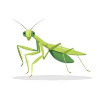 Mantis insect flat illustration on white background vector