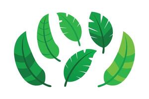 Natural green banana leaf flat set illustration vector
