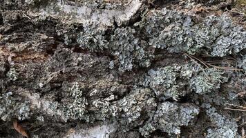 Green moss on a tree. Moss on a stone. Macro photo of green moss.
