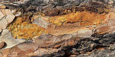 Beautiful bark background. The pine bark of the tree. Photo of Marco. Wooden background. Pine tree. Yellow bark. Abstract background