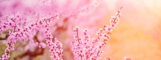 A peach blooms in the spring garden. Beautiful bright pale pink background. A flowering tree branch in selective focus. A dreamy romantic image of spring. Atmospheric natural background photo