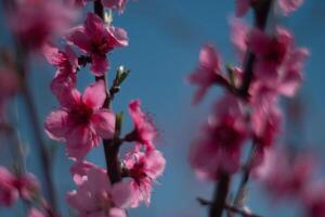 tree with pink peach flowers is in full bloom. The flowers are large and bright, and they are scattered throughout the tree. The tree is surrounded by a clear blue sky. photo