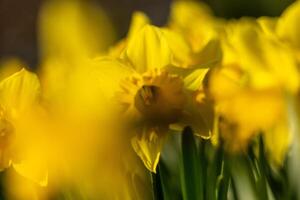 A bunch of yellow flowers with a blurry background. The flowers are in full bloom and are the main focus of the image. photo