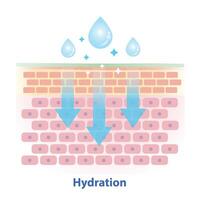 The mechanism of skin hydration illustration on white background. Cross section of skin barrier layer hydration, attract, absorb water, moisture and seal on the skin to prevent water loss. vector