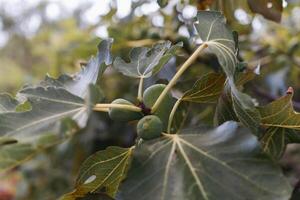 Figs with green leaves and small green fruits. The fruits are collected together on the branches. The sky is clear and blue. photo