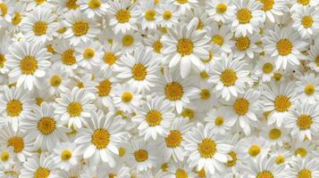 White chamomile flower pattern seamless wallpaper background photo