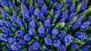 Hyacinth flower pattern textile print wallpaper background photo