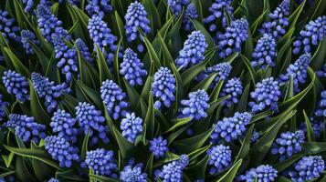 Hyacinth flower pattern textile print wallpaper background photo
