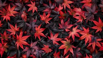 Momiji leaf pattern maple season natural tree wild scene photo