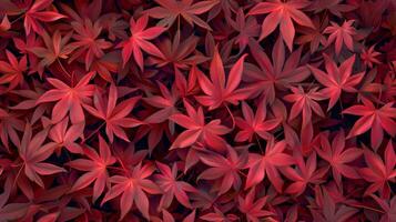 Momiji leaf pattern maple season natural tree wild scene photo