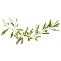 Green Olive Branch on Transparent Background in Ultra Realistic Style png