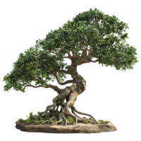 Twisted Deciduous Tree with Exposed Roots on Transparent Background png