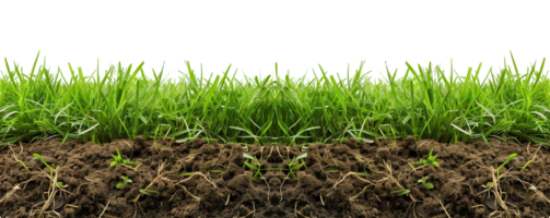 Cross Section of Grass from Soccer Field on Transparent Background png