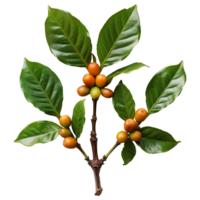 Top-Down View of Coffee Branch with Berries on Transparent Background png