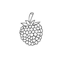 Hand drawn doodle sketch raspberry vector