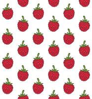 Seamless pattern of sketch raspberry vector