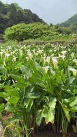 Beautiful Calla Lily Field in Taipei, Taiwan, Yangming Bamboo Lake, April 11, 2024 video