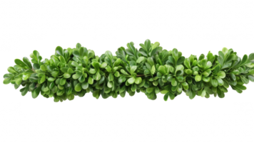 green boxwood branch with beautiful shape isolated on transparent background png