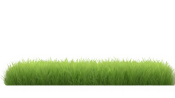 Field of grass on transparent background. 3D rendering png