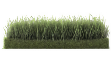 Field of grass on transparent background. 3D rendering png