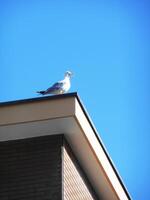 Close up shot of the seagull on the rooftop. Birds photo
