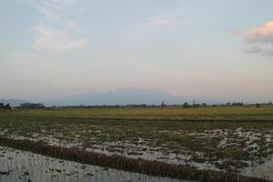 Rice field view after harvest photo