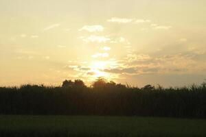 Golden Hour on the rice field photo