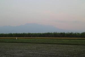 Landscape view of rice field and sugarcane farm photo