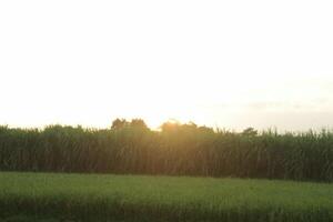 Golden Hour on the rice field photo