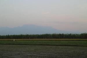 Landscape view of rice field and sugarcane farm photo