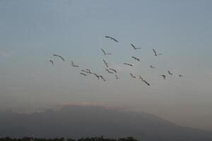 A group of heron flying on the sky at rice field photo