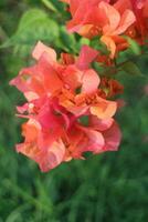 Close-up view of Bougainvillea Flower photo